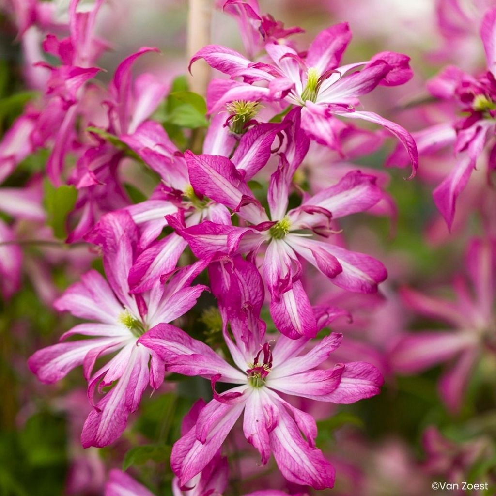 Clematis viticella Glorious Surprise - Clematide