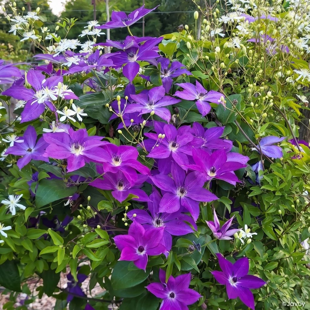 Clematis Mont St Michel - Clematide