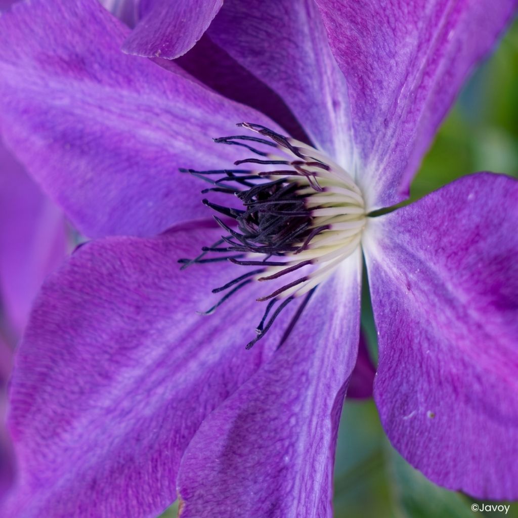 Clematis Mont St Michel - Clematide