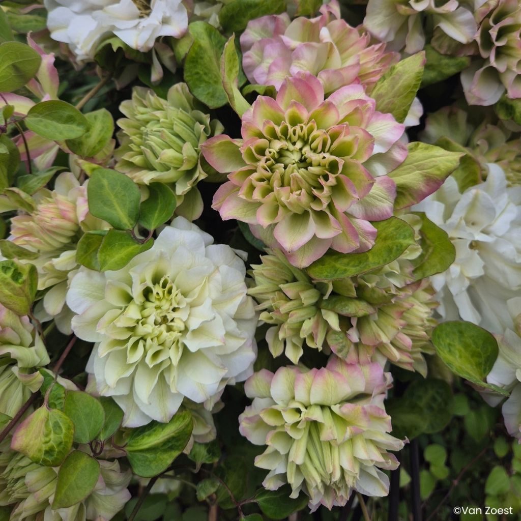 Clematis Spring Passion - Clematide