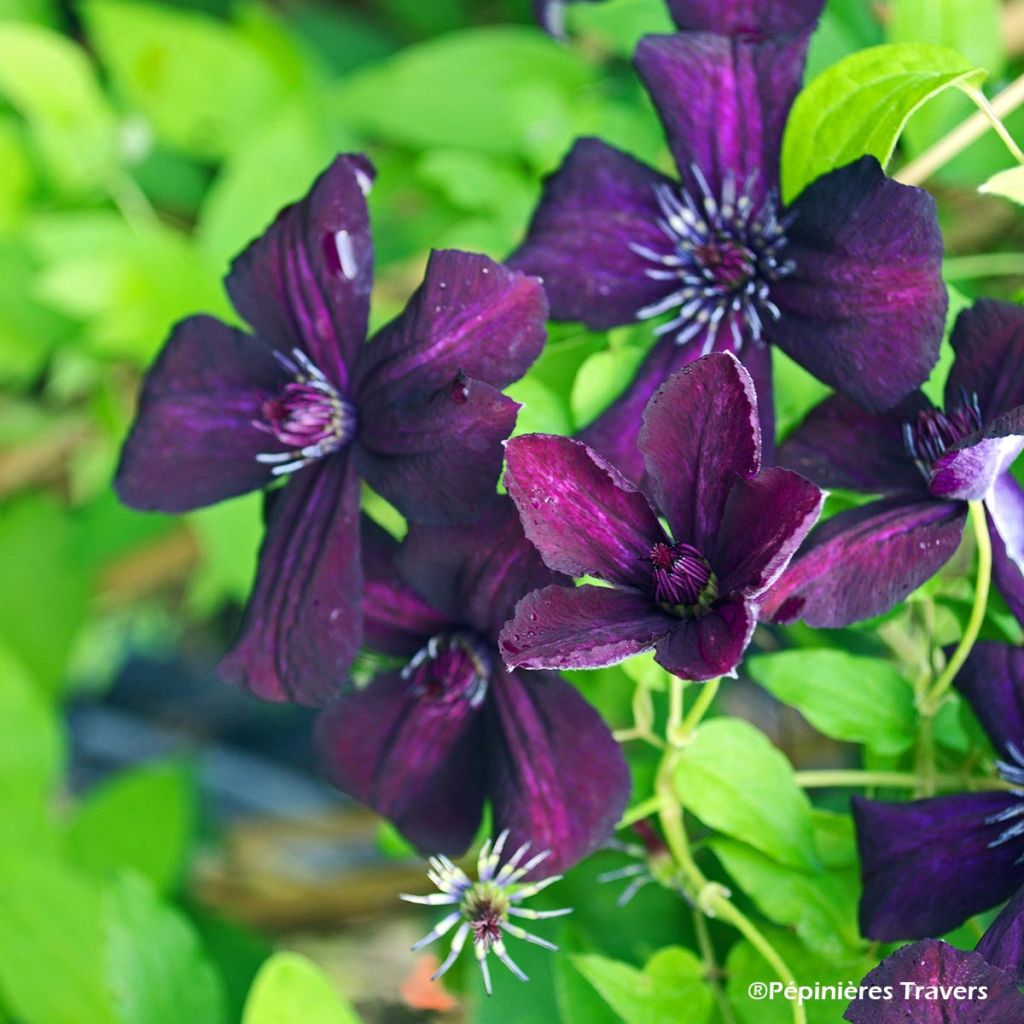 Clematis viticella Dark Eyes - Clematide