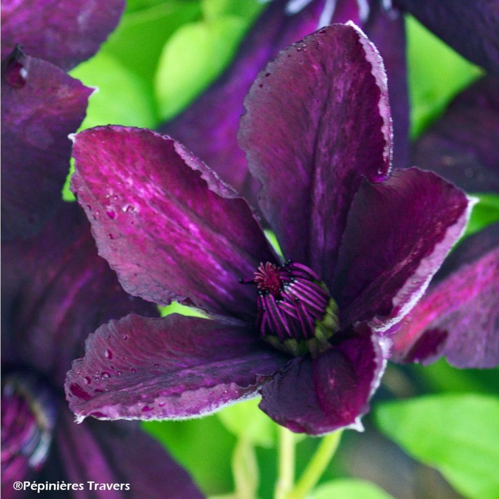 Clematis viticella Dark Eyes - Clematide