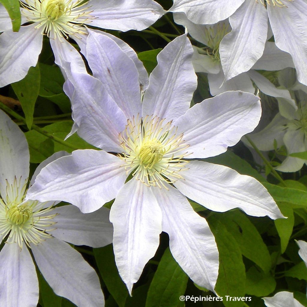 Clematis Etoile Nacrée - Clematide