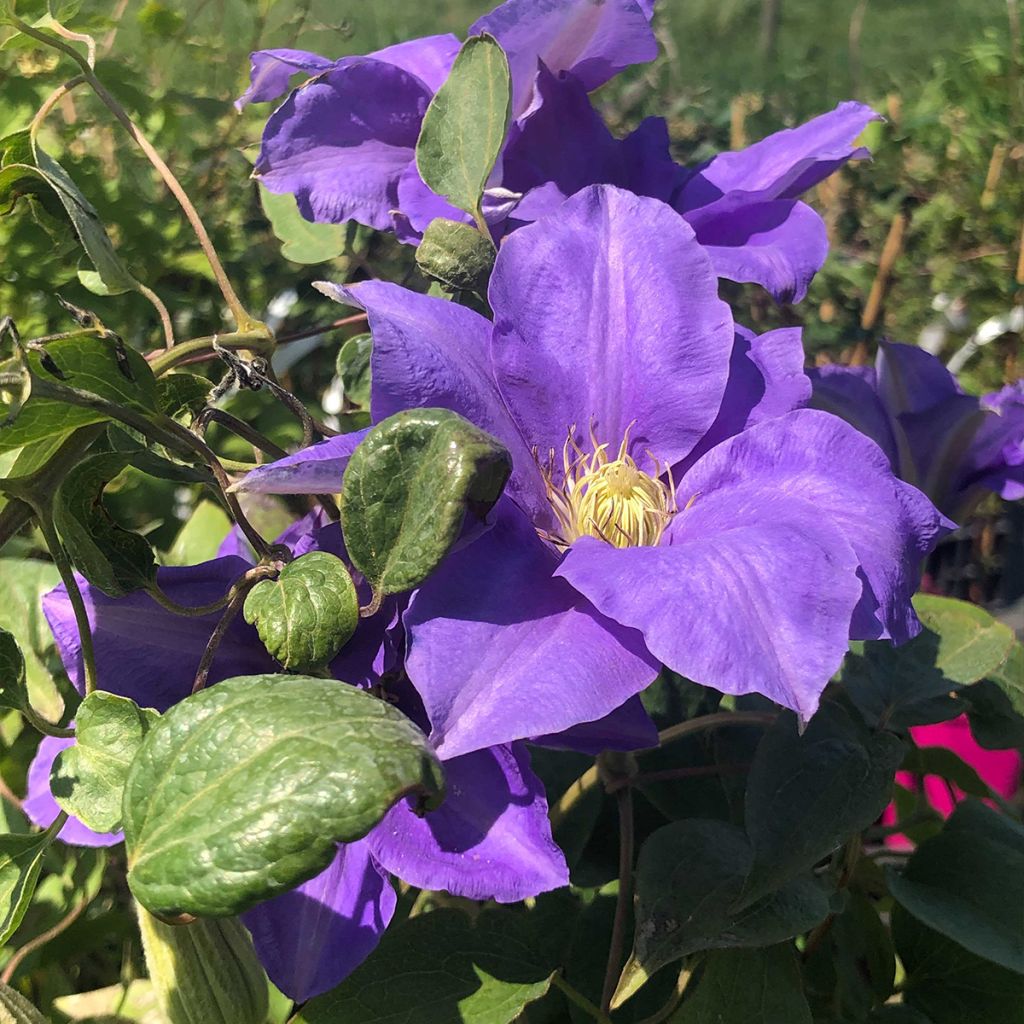 Clematis H. F. Young - Clematide