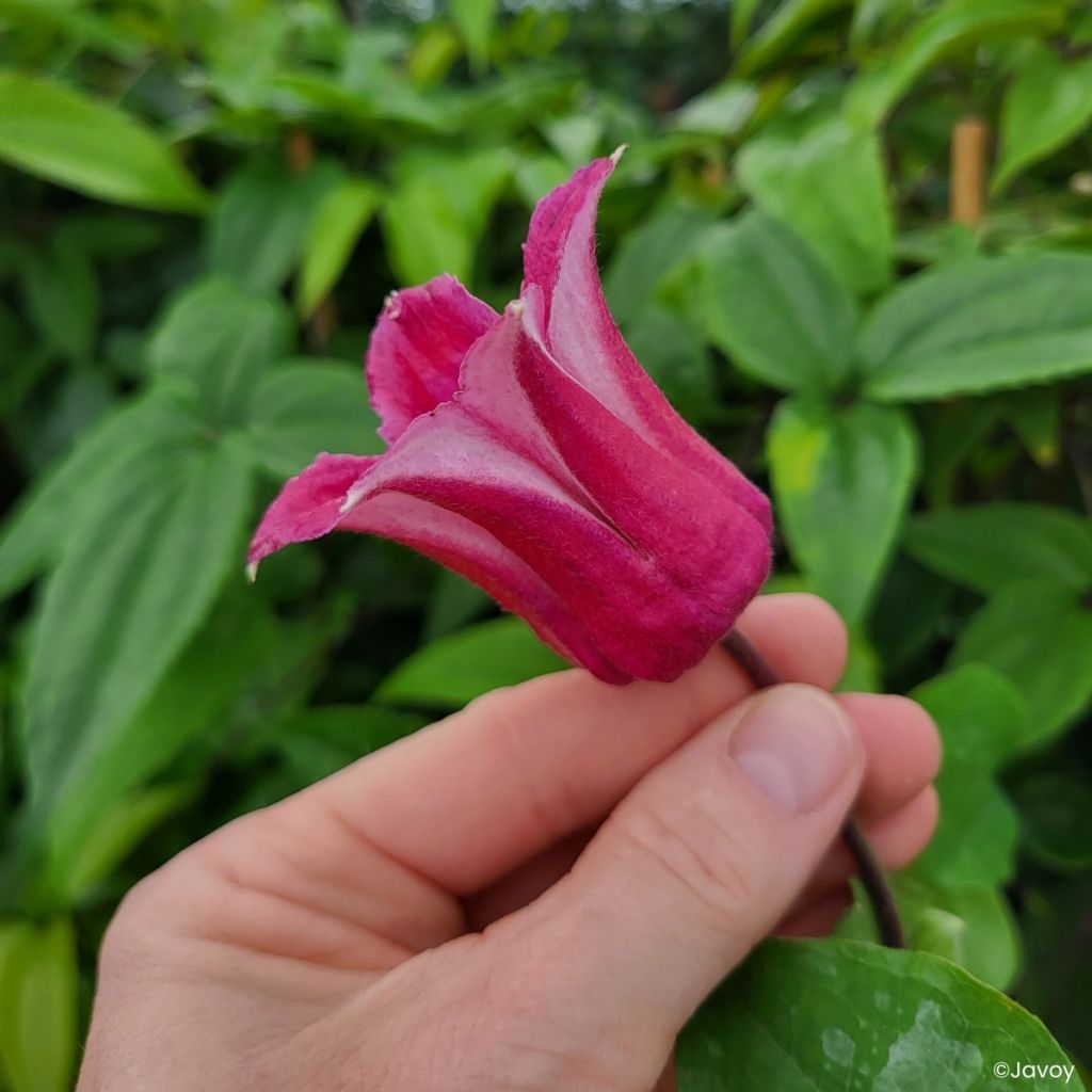 Clematis texensis Notre-Dame de Paris - Clematide