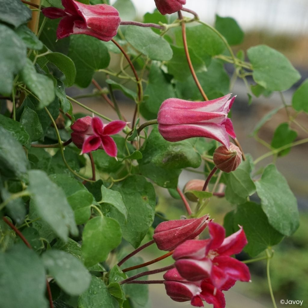 Clematis texensis Notre-Dame de Paris - Clematide