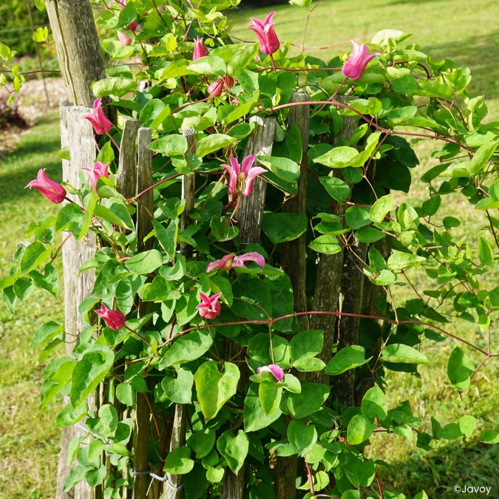 Clematis texensis Notre-Dame de Paris - Clematide