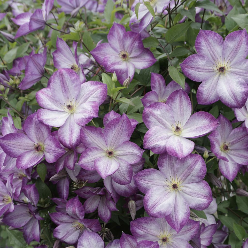 Clematis Pernille - Clematide