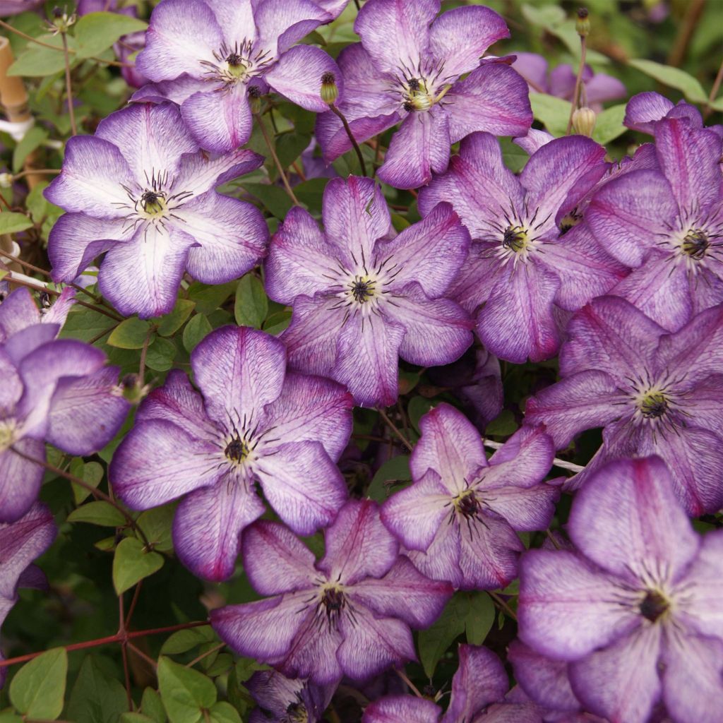 Clematis viticella Super Nova - Clematide