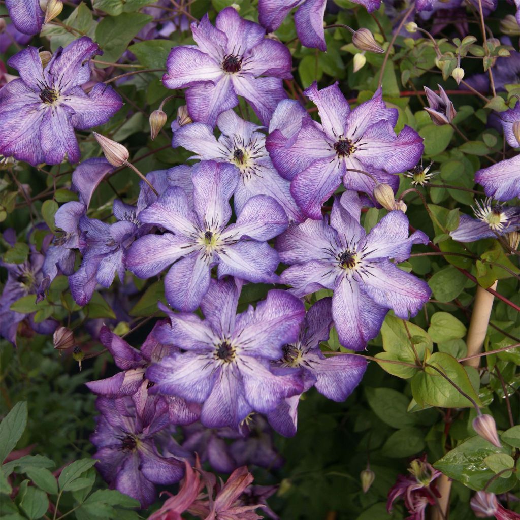 Clematis viticella Super Nova - Clematide
