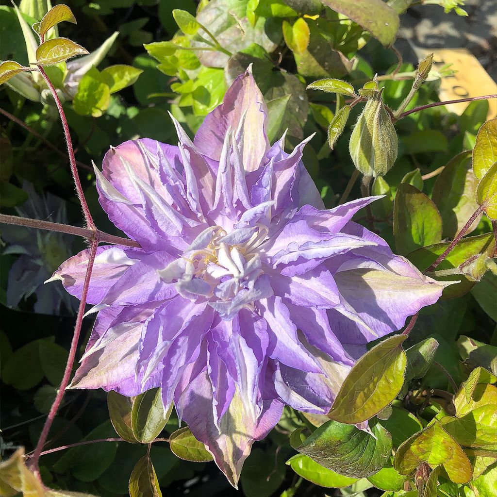 Clematis Thyrislund - Clematide