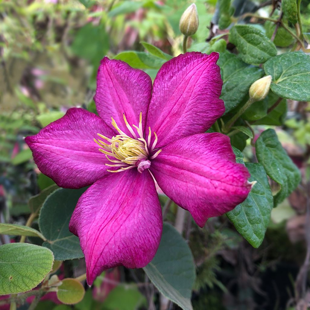 Clematis Ville de Lyon - Clematide