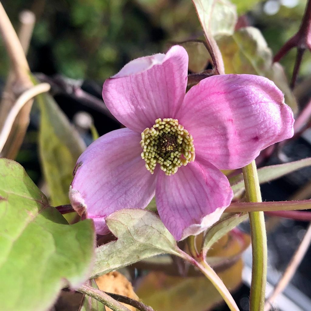 Clematis montana Elizabeth - Clematide