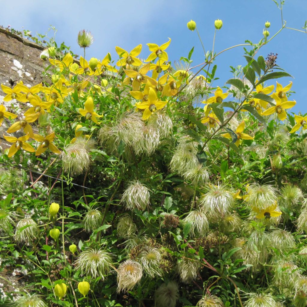 Clematis tibetana subsp. tangutica - Clematide