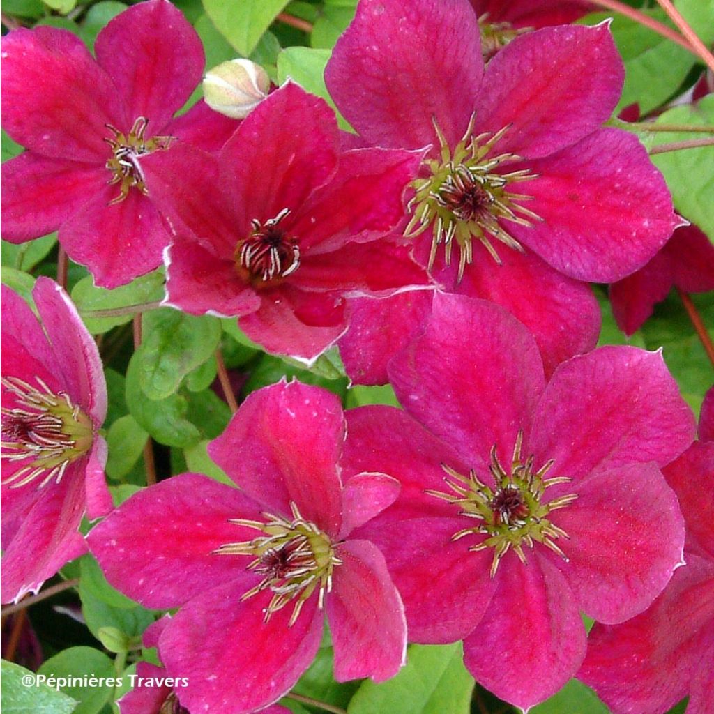 Clematis viticella John Howells - Clematide