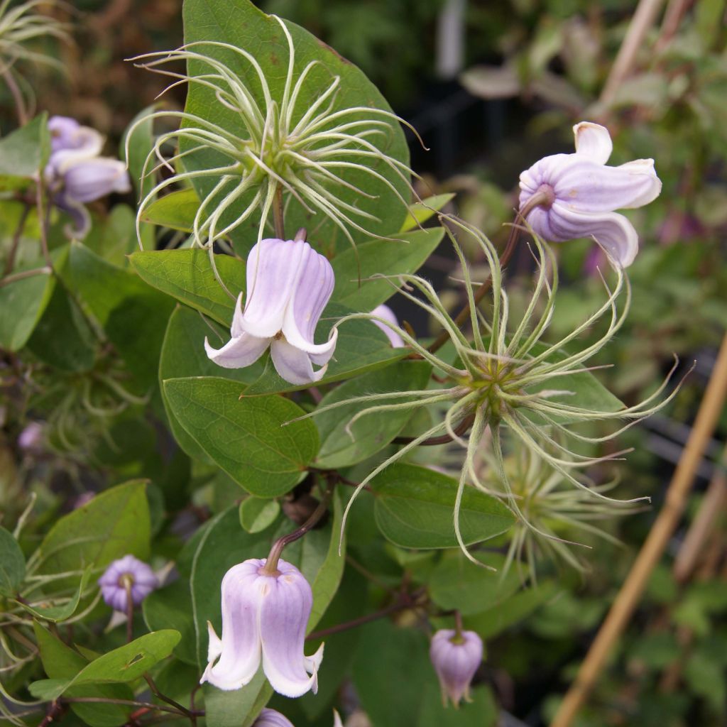 Clématite Annabella - Clematis