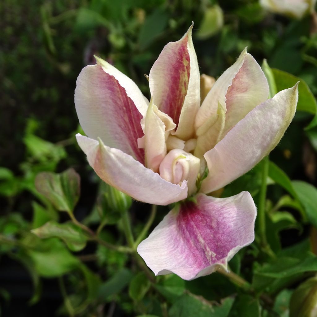 Clematis Andromeda - Clematide