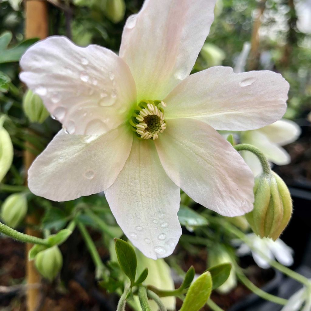 Clématite - Clematis Avalanche®