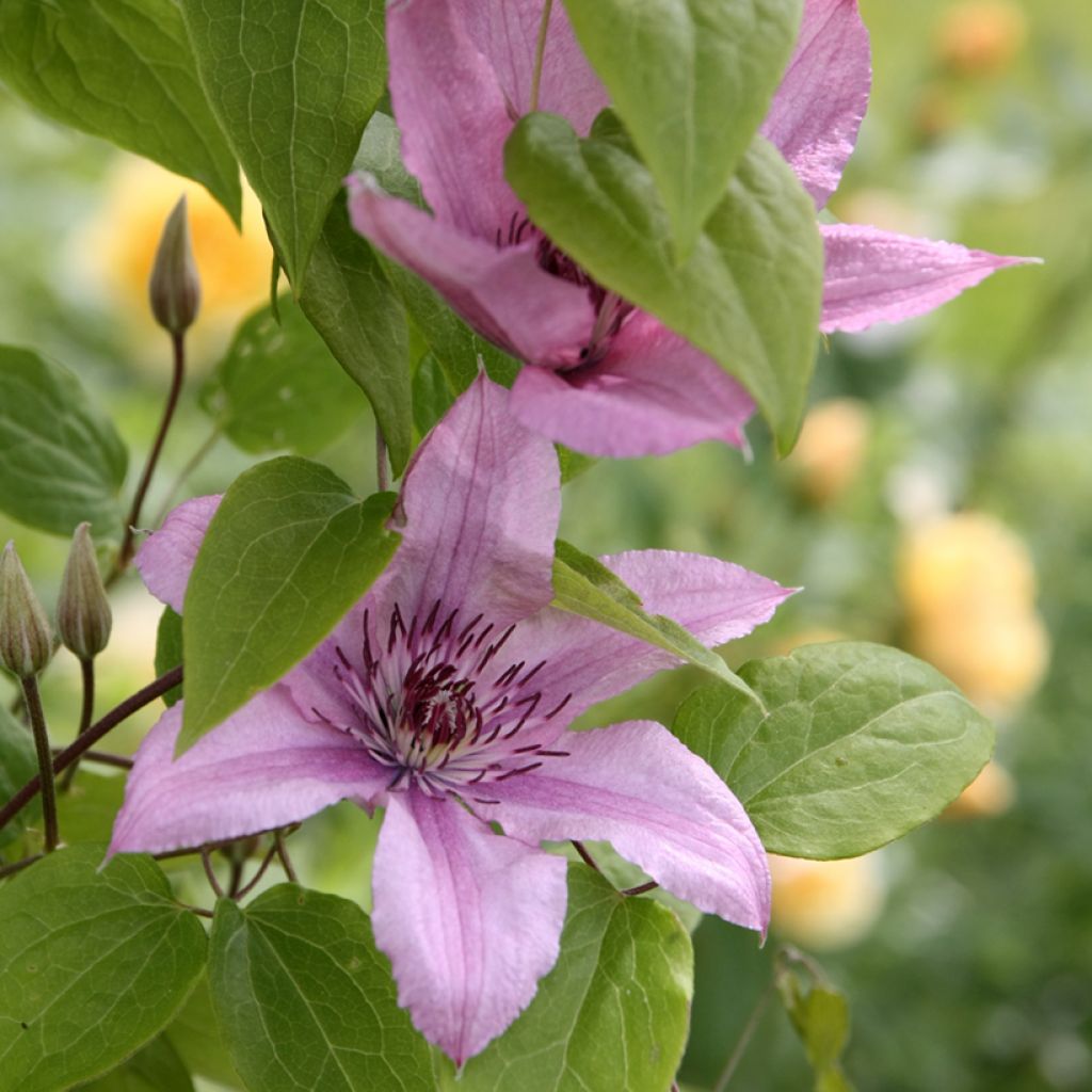Clematis Hagley hybride - Clematide