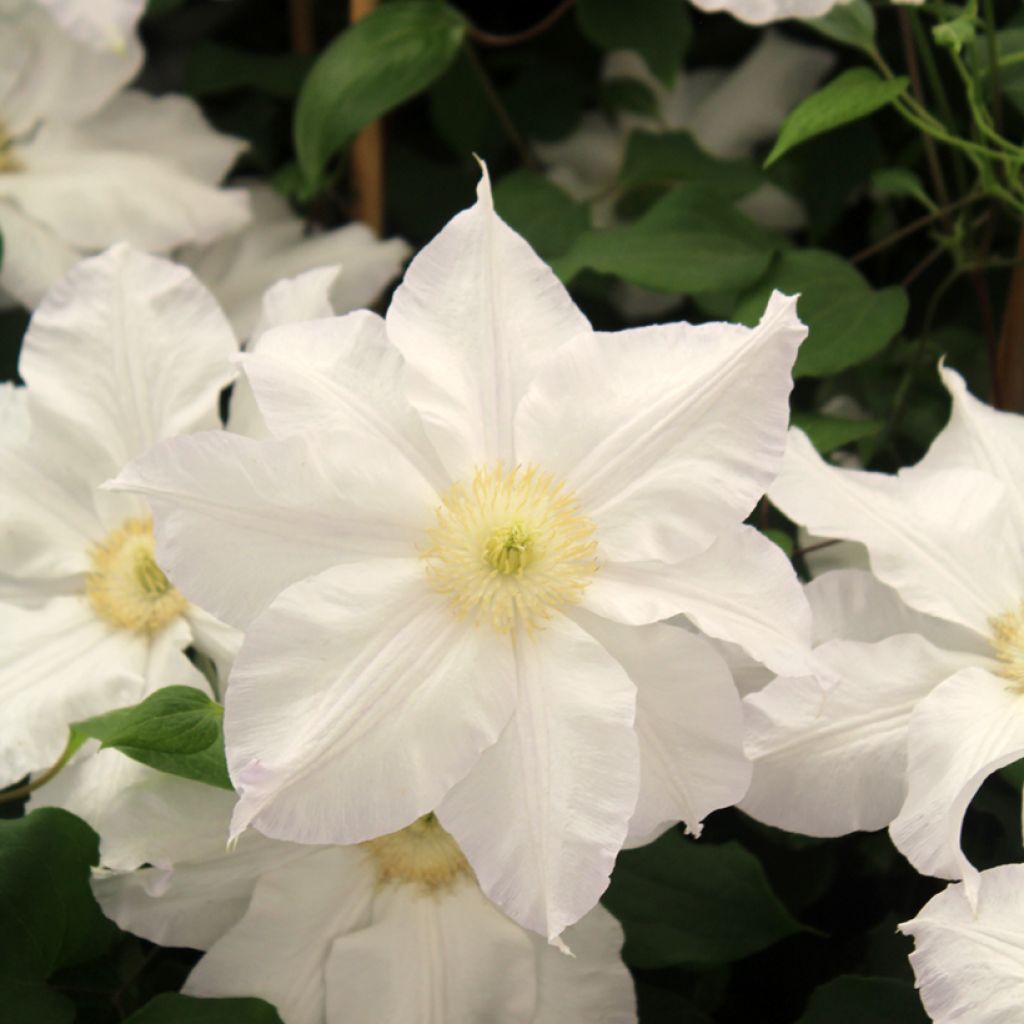 Clematis Ice Blue - Clematide