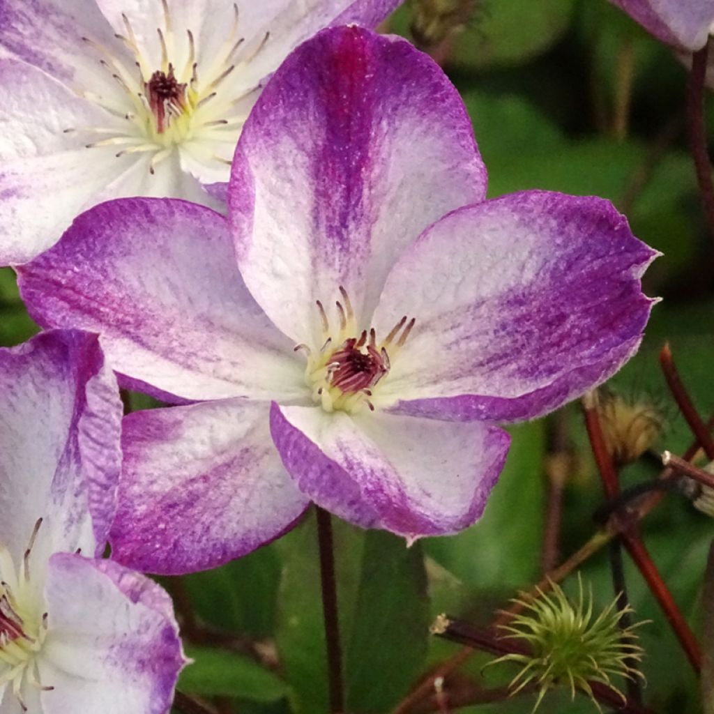 Clematis Pernille - Clematide
