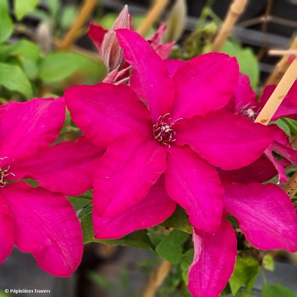 Clematis Solidarnosc - Clematide