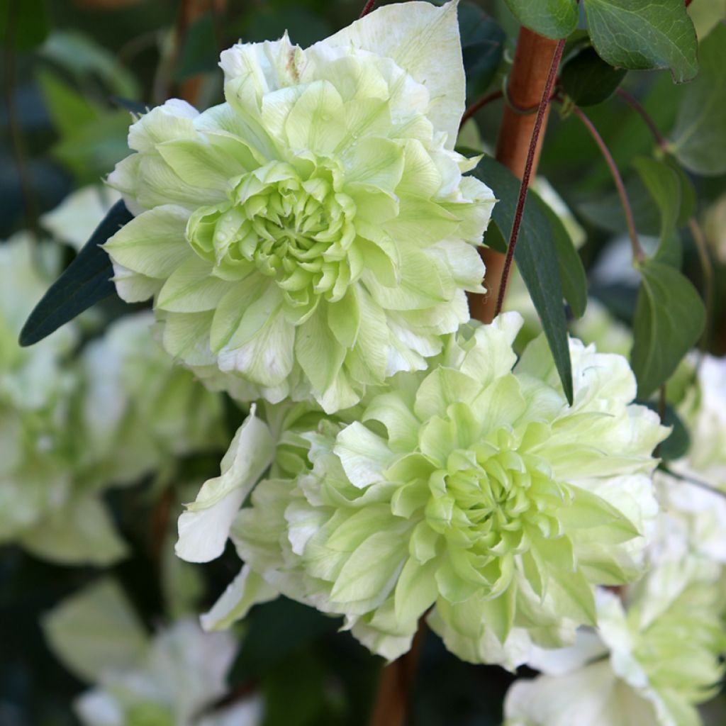 Clematis florida Alba Plena - Clematide
