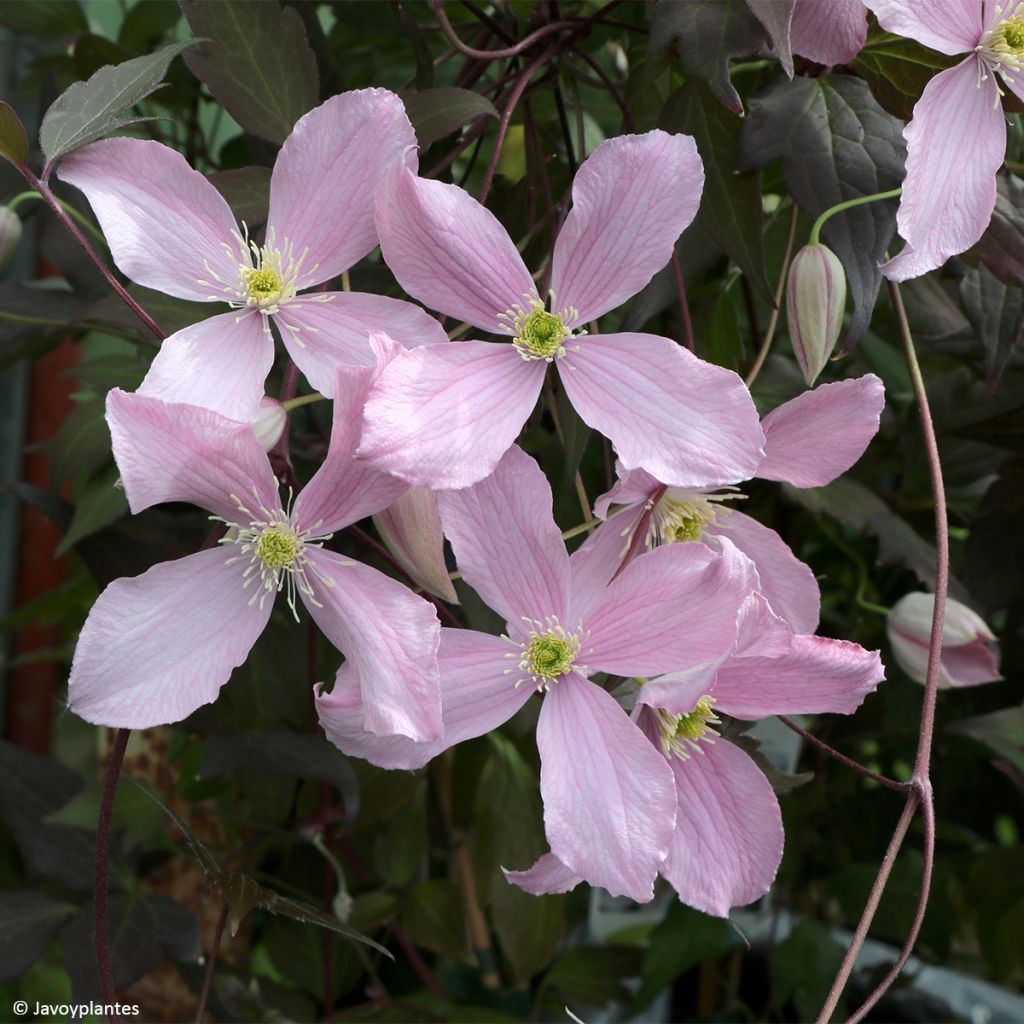 Clematis montana Elizabeth - Clematide