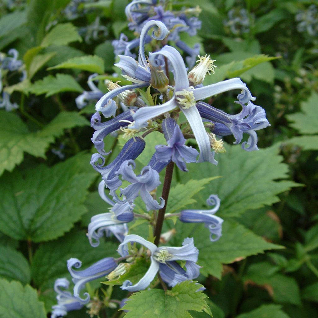 Clematis stans - Clematide