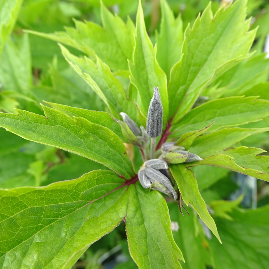 Clematis stans - Clematide