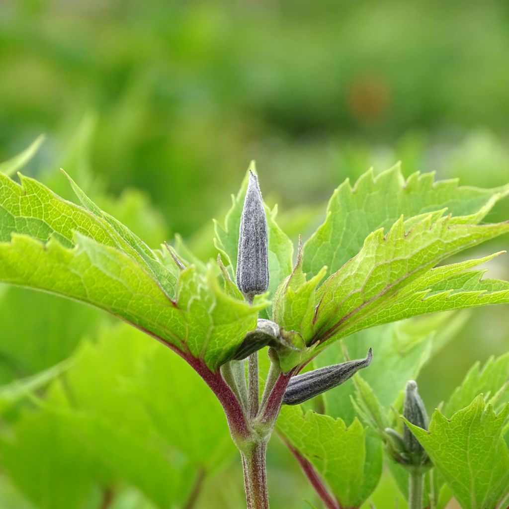 Clematis stans - Clematide