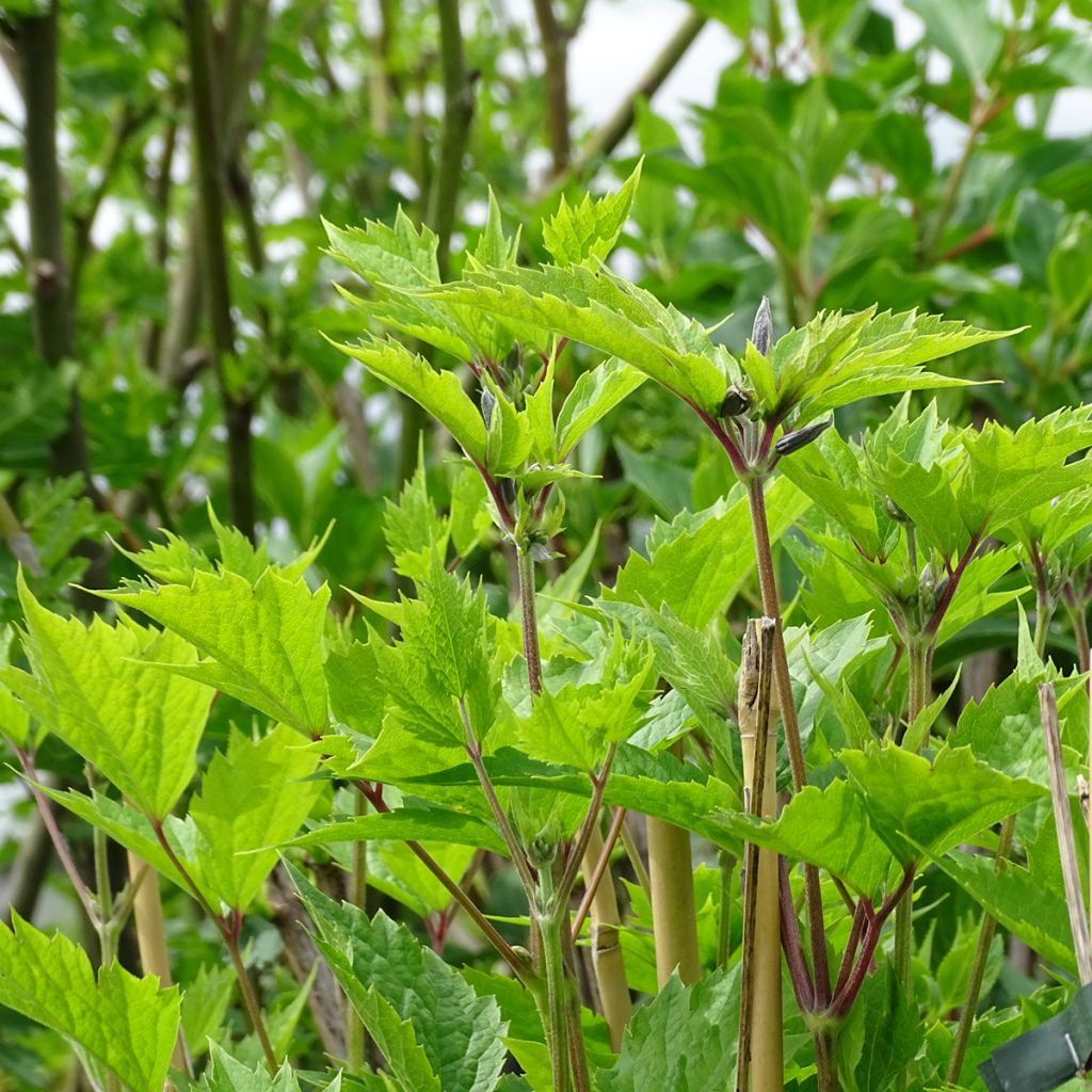 Clematis stans - Clematide