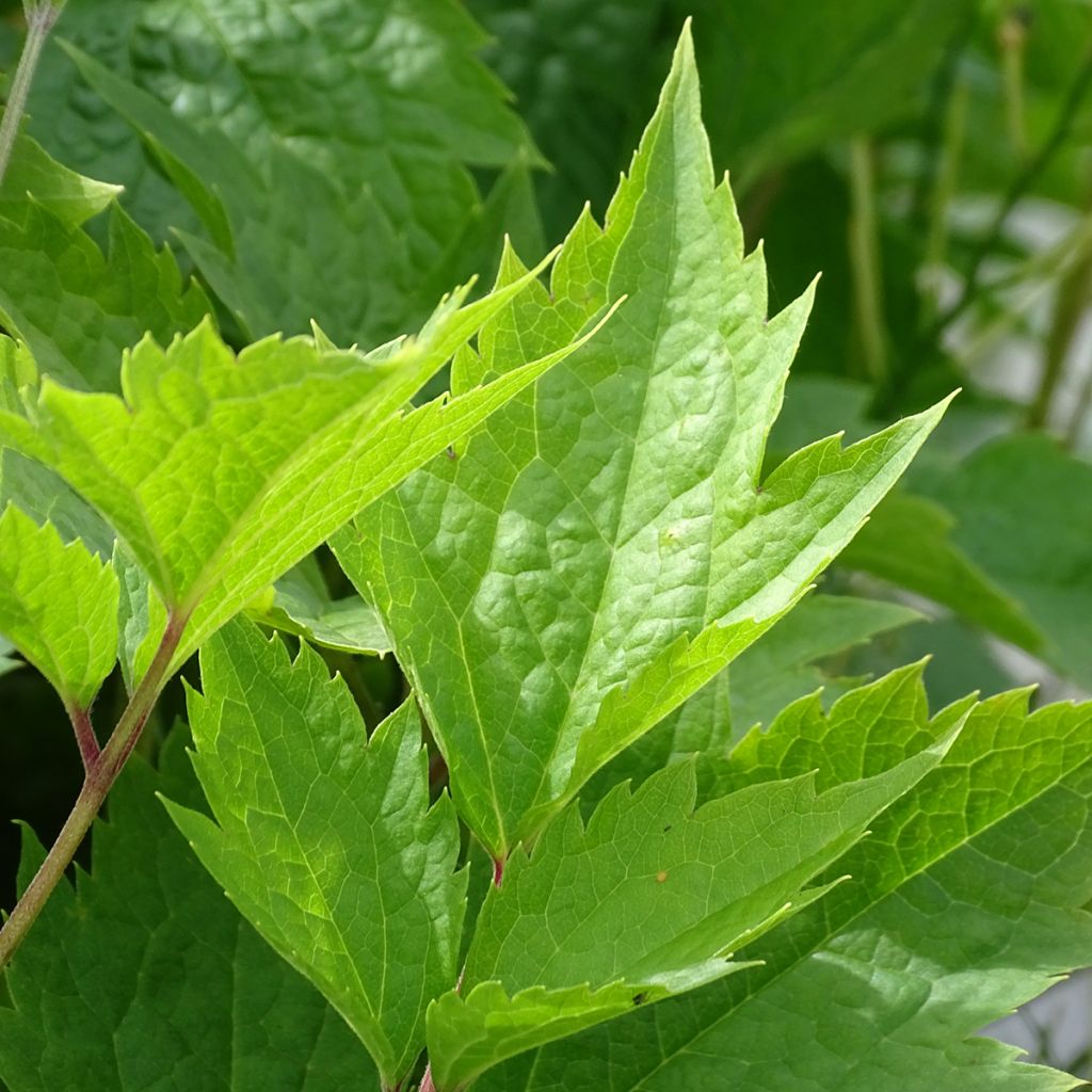 Clematis stans - Clematide