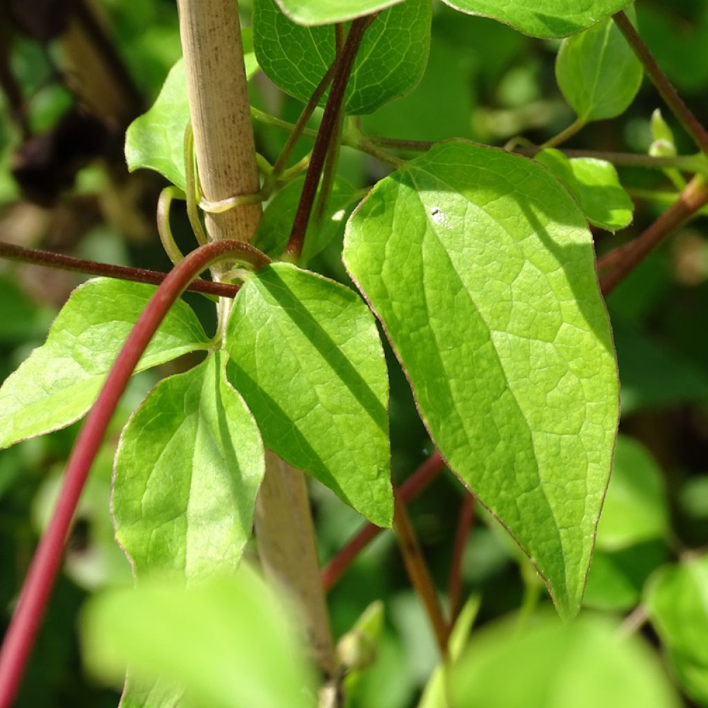 Clematis texensis Princess Kate - Clematide