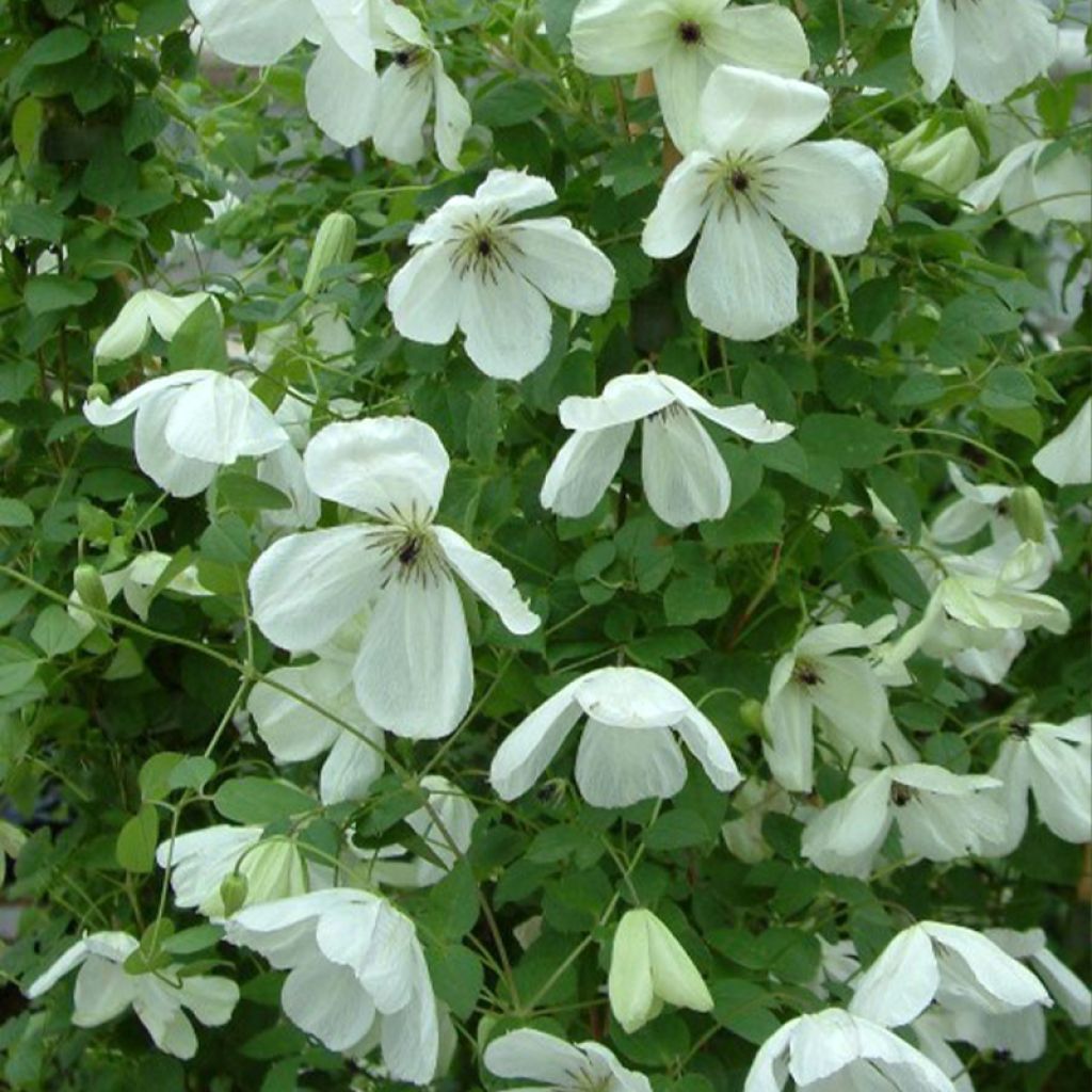 Clematis Maria Cornelia - Clematide