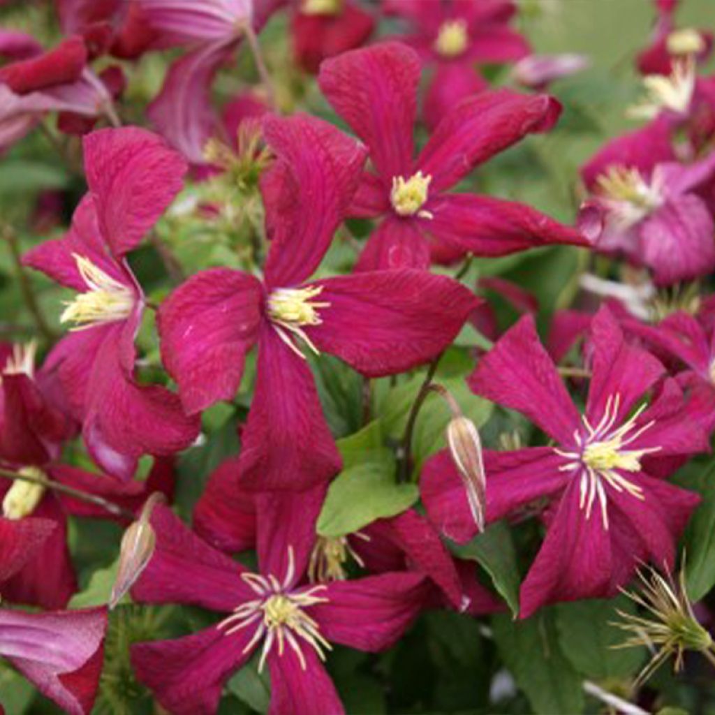Clematis viticella Mme Julia Correvon - Clematide
