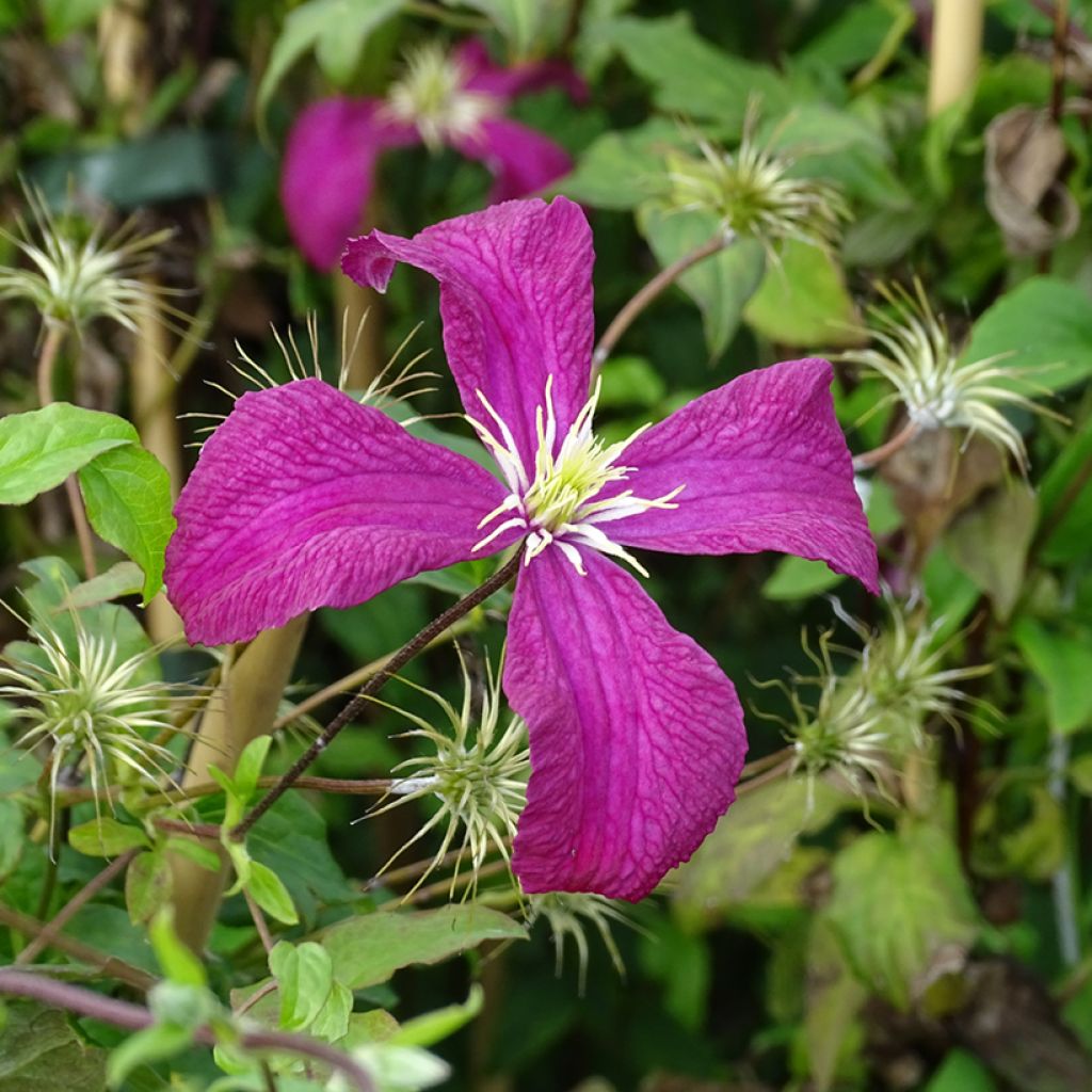 Clematis viticella Mme Julia Correvon - Clematide