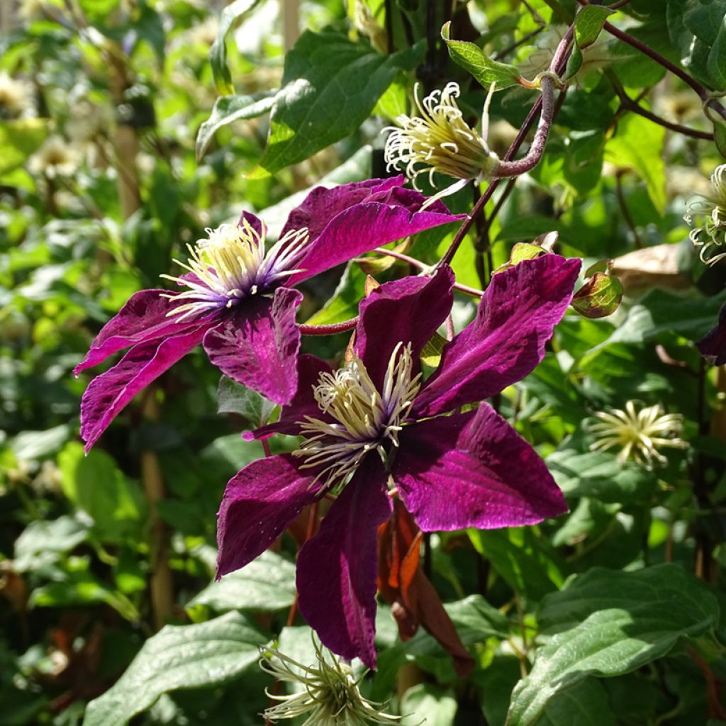Clematis viticella Mme Julia Correvon - Clematide