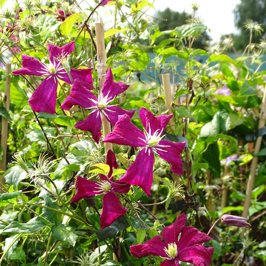 Clematis viticella Mme Julia Correvon - Clematide
