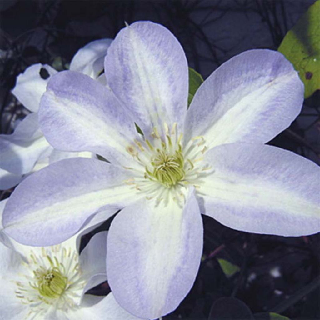 Clematis Yukikomachi - Clematide