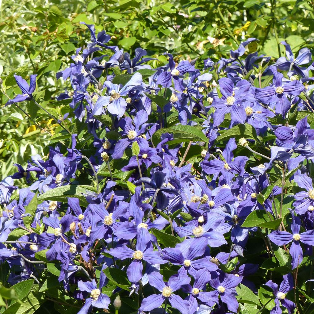 Clematis integrifolia Durandii - Clematide