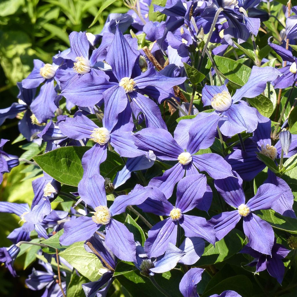 Clematis integrifolia Durandii - Clematide