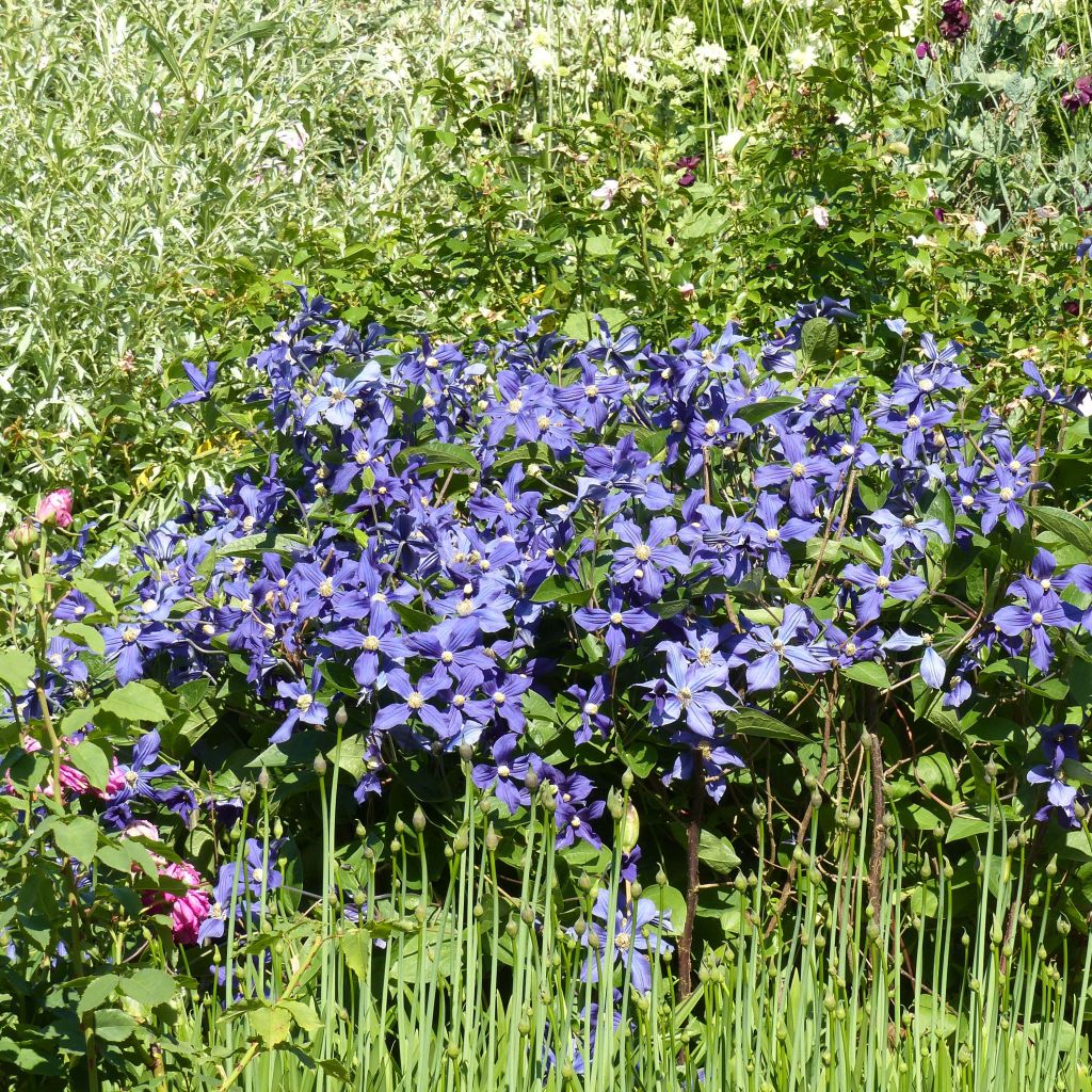 Clematis integrifolia Durandii - Clematide