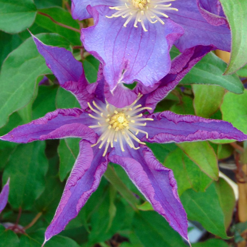 Clematis Palette - Clematide