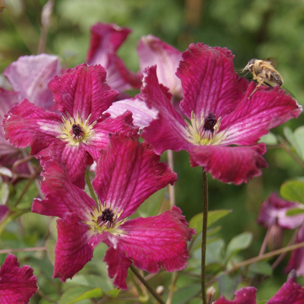 Clematis viticella Rubra - Clematide