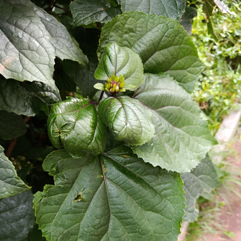 Clerodendrum bungei - Clerodendro
