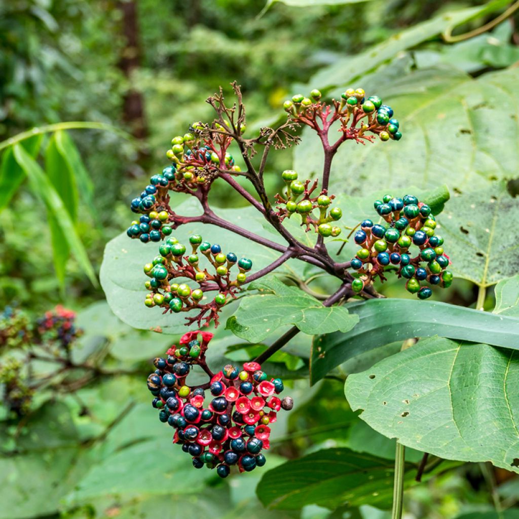 Clerodendrum bungei - Clerodendro
