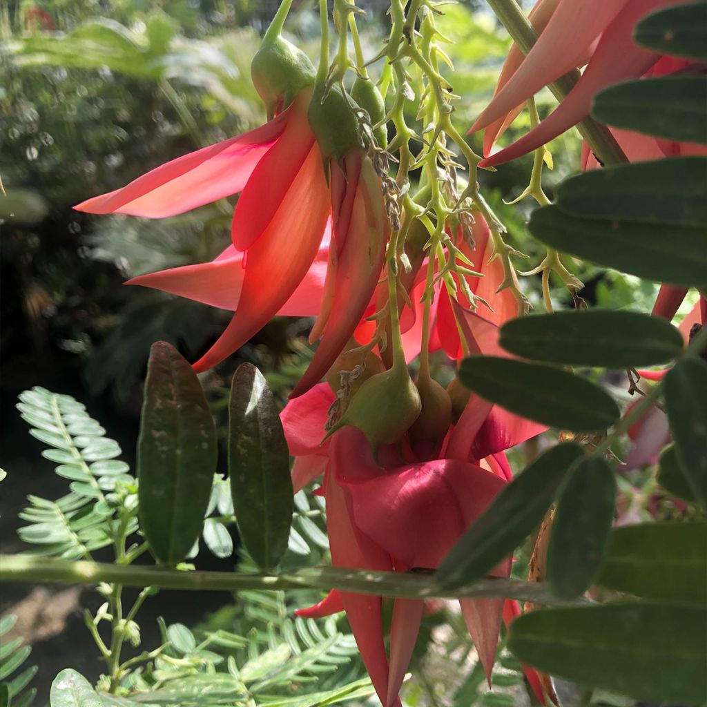 Clianthus puniceus Flamingo - Becco di Pappagallo