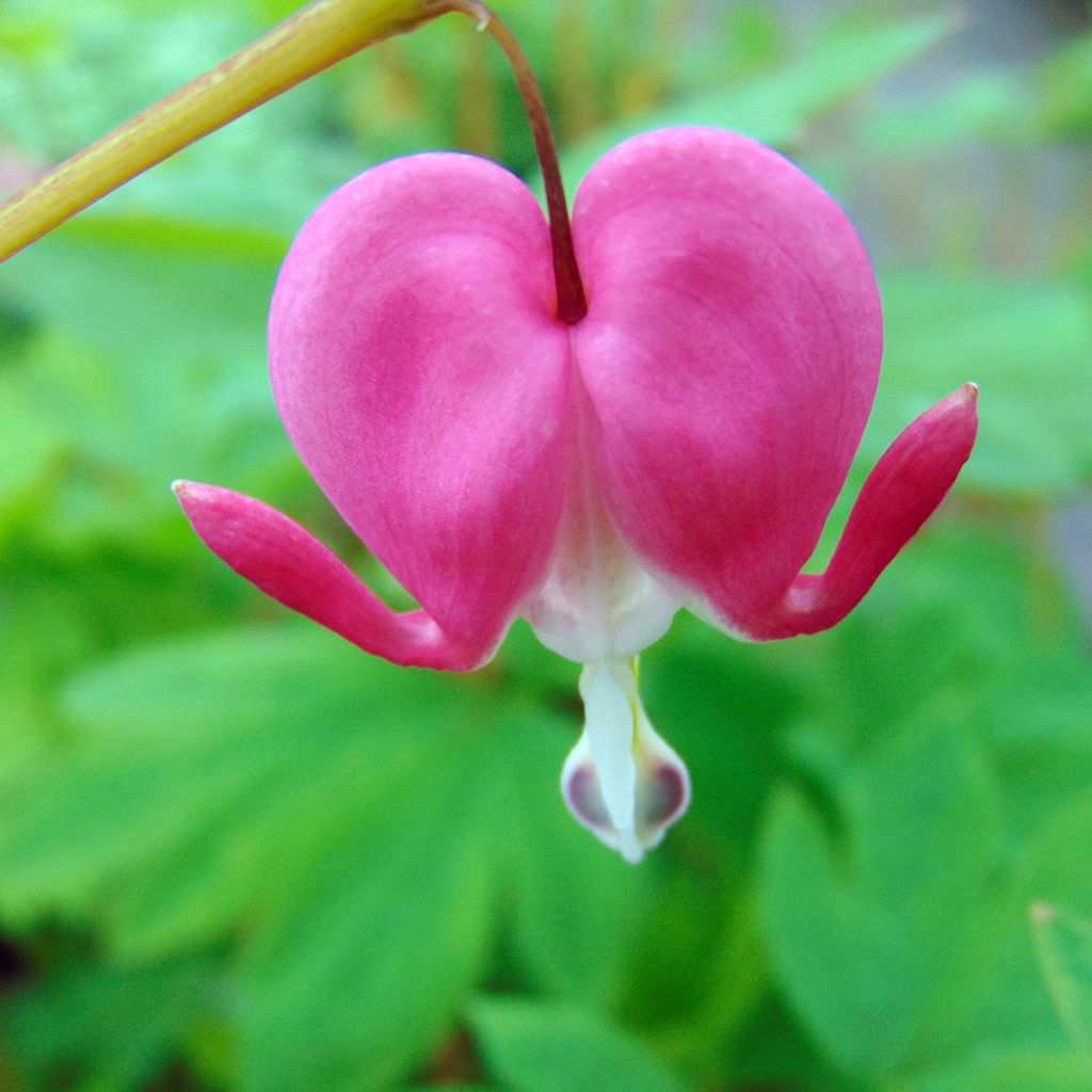 Dicentra spectabilis - Cuore di Maria