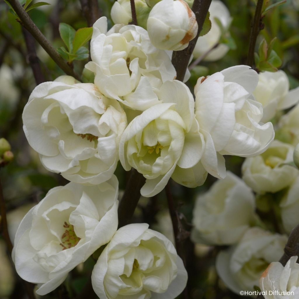 Chaenomeles speciosa Double Delice Pure - Fior di Pesco